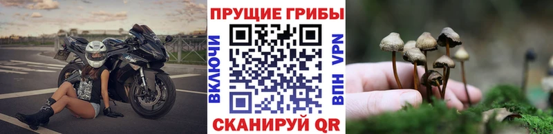 Галлюциногенные грибы GOLDEN TEACHER  Купить закладки  Менделеевск 